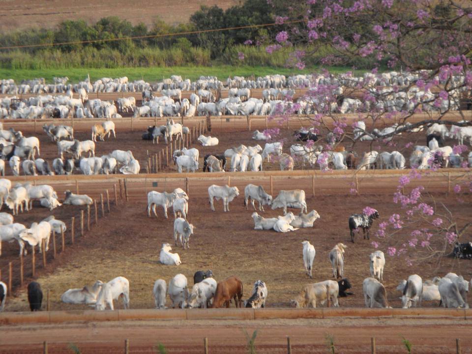 Baias do confinamento da CMA com ipê florido e vegetação nativa preservada ao redor