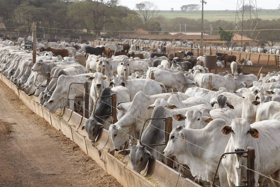 Lote de Nelore ao cocho na CMA
