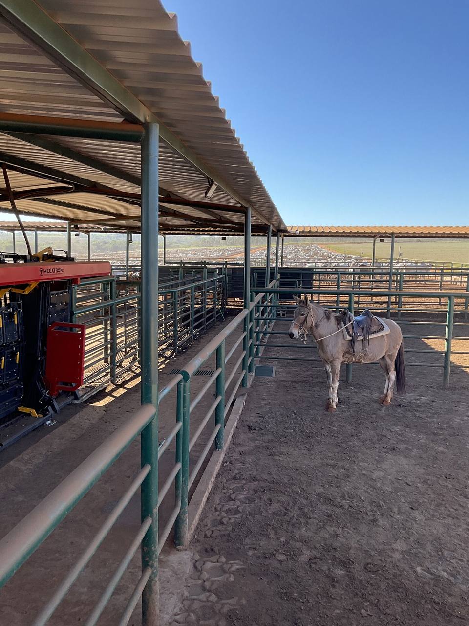 Curral coberto com cavalo de lida
