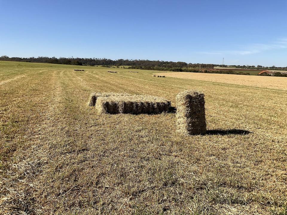 Fardos de feno Tifton 85 no campo