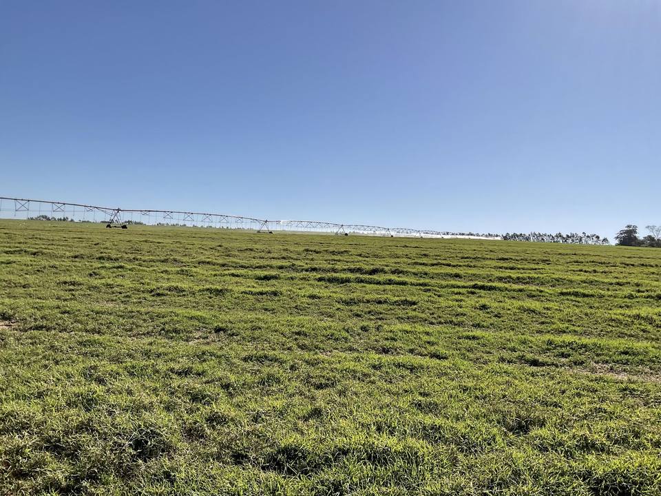Campo de Tifton 85 irrigado