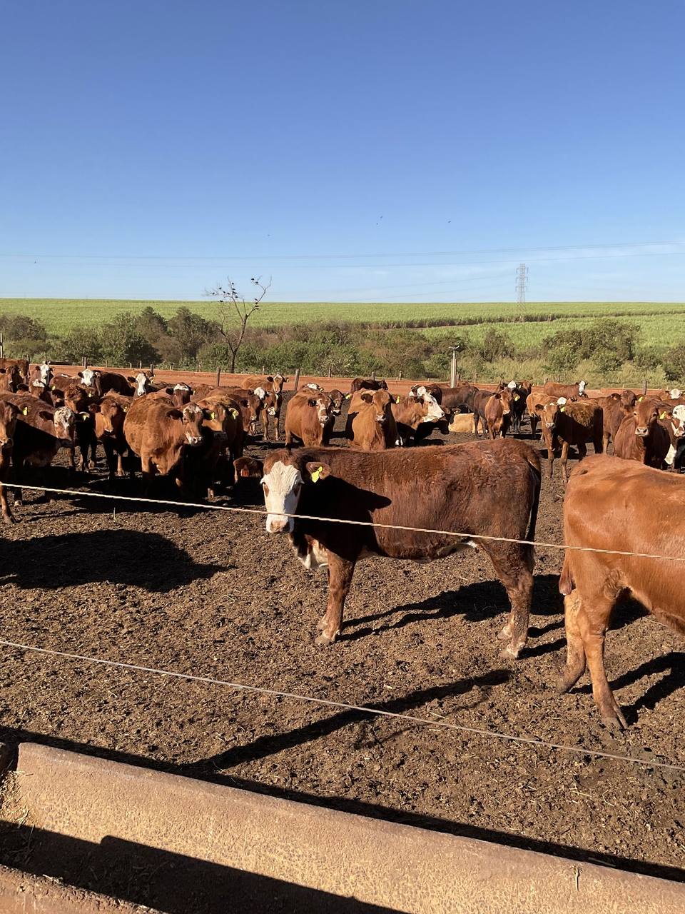 Lote de raças britânicas nos currais da CMA