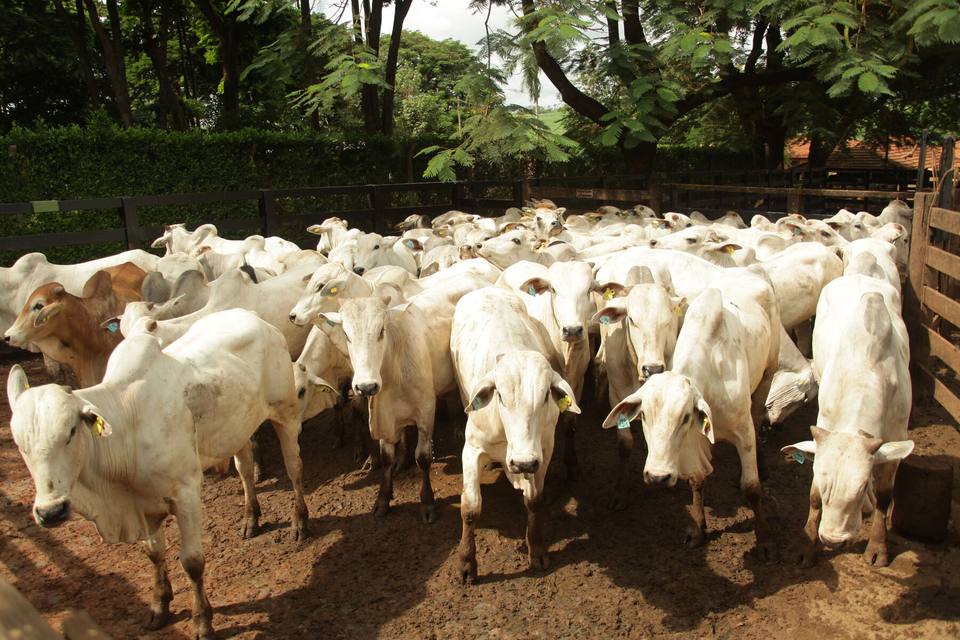 Lote jovem de Nelore em recria